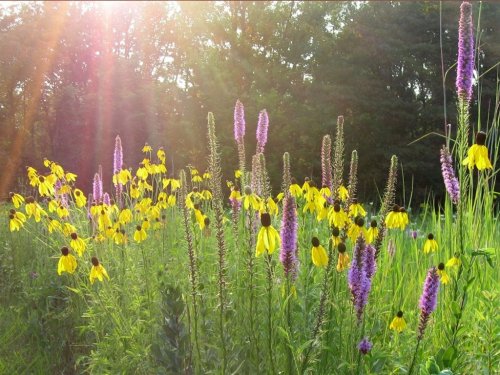 A vibrant field of yellow and purple wildflowers under sunlight, surrounded by lush green foliage.