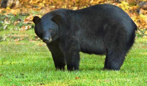 A black bear standing on green grass, looking towards the camera with a natural background of trees and foliage.