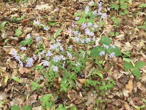 A cluster of light purple flowers surrounded by green leaves and brown fallen leaves on the forest floor.