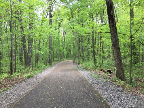 A serene forest path surrounded by lush green trees and a gravel border, inviting exploration.