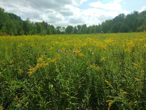 A vibrant field filled with yellow wildflowers under a partly cloudy sky, surrounded by green trees.