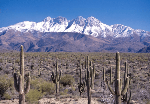 A desert landscape with tall cacti in the foreground and snow-capped mountains in the background under a clear blue sky.