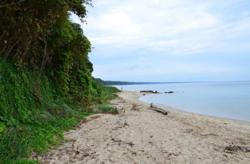 A serene beach scene with sandy shore, lush greenery, and calm water under a cloudy sky.