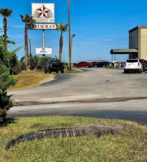 A large alligator rests on the grass near a restaurant sign, with cars parked in the background under a clear blue sky.
