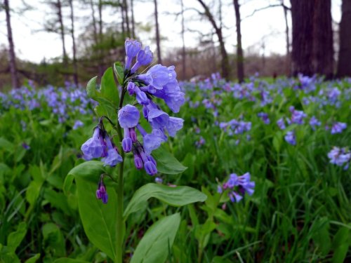 A close-up of purple flowers in a lush green field, surrounded by trees in a serene natural setting.