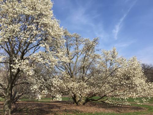 A large tree with white blossoms against a clear blue sky, surrounded by green grass and other trees.