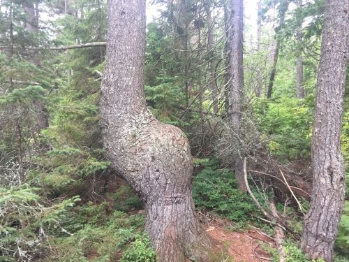 A uniquely shaped tree with a curved trunk surrounded by dense green foliage in a forest setting.