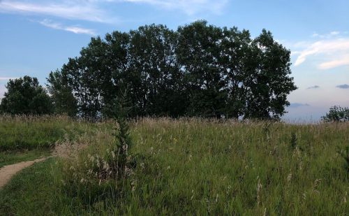 A grassy field with tall grass and a cluster of trees under a blue sky with scattered clouds.