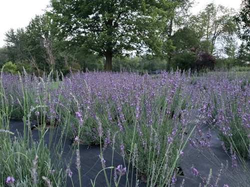 A field of blooming lavender plants under a clear sky, with a large tree in the background.