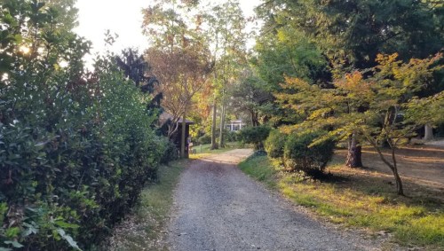 A gravel path lined with trees and bushes, leading to a serene, sunlit area in a natural setting.