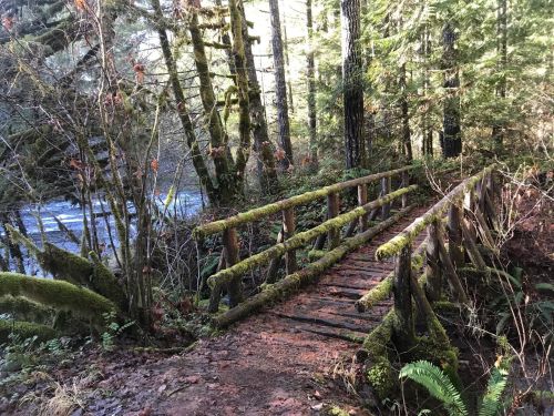 A wooden bridge covered in moss spans a small stream, surrounded by lush green trees in a serene forest setting.