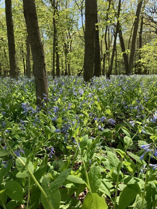 A lush forest scene with vibrant green leaves and a carpet of blue flowers blooming on the forest floor.