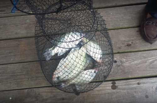 A black fishnet basket containing several fish on a wooden surface.