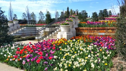 A vibrant garden filled with colorful tulips and flowers, featuring stone steps and lush greenery under a blue sky.