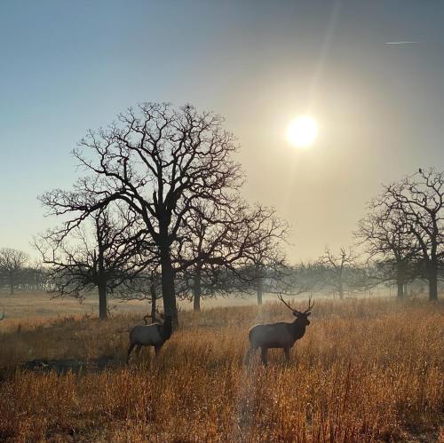 Two elk stand in a misty field with tall grass, silhouetted against a bright sun and bare trees.