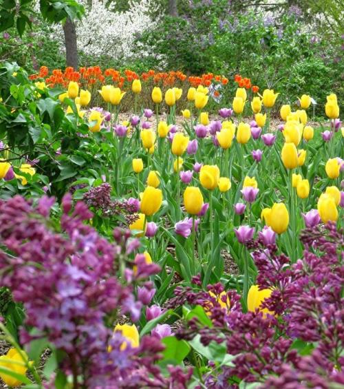 A vibrant garden filled with yellow, purple, and orange tulips among lush greenery and blooming lilacs.