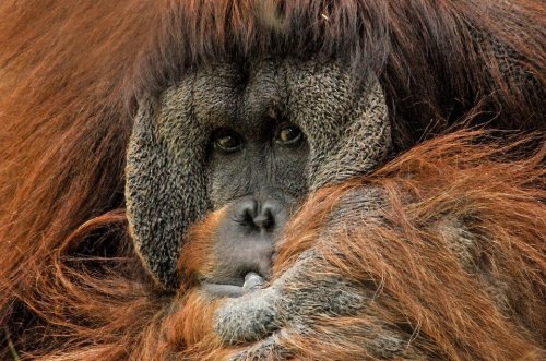 Close-up of an orangutan with thick, textured fur and expressive eyes, resting and looking directly at the viewer.