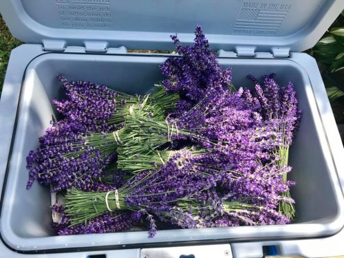 A cooler filled with freshly harvested bundles of vibrant purple lavender.
