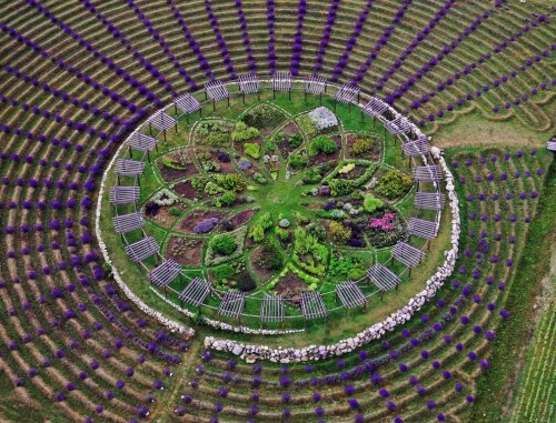 Aerial view of a circular garden design surrounded by rows of purple flowers, featuring diverse plants and stone pathways.