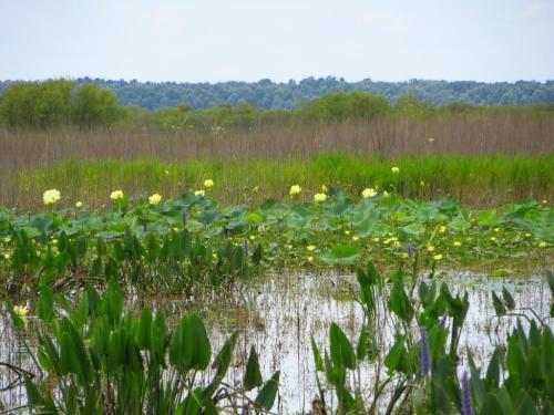 A serene wetland scene with green lily pads and yellow flowers, surrounded by tall grasses and distant trees under a blue sky.