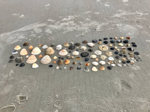 A variety of seashells arranged in a line on a sandy beach, showcasing different shapes and colors.