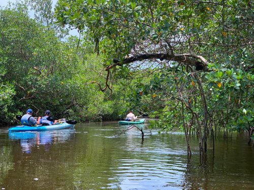 Two kayakers navigate through a lush mangrove forest, surrounded by greenery and calm waters.