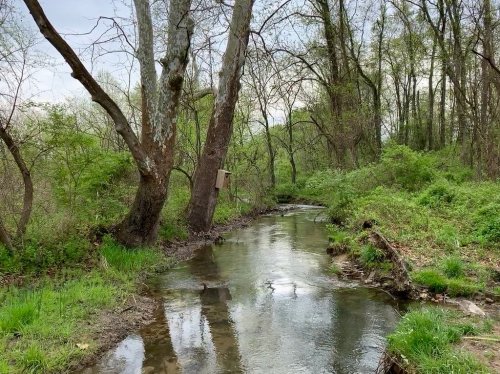A serene stream flows through a lush green forest, with trees lining the banks and a birdhouse visible on a nearby tree.