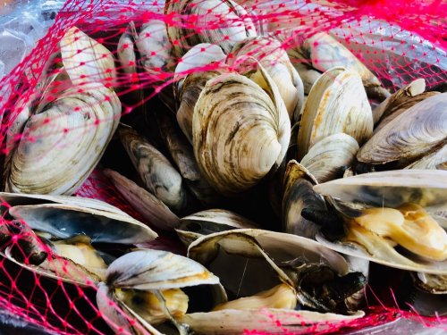 A close-up of clams in a red mesh bag, showcasing their shells and textures.