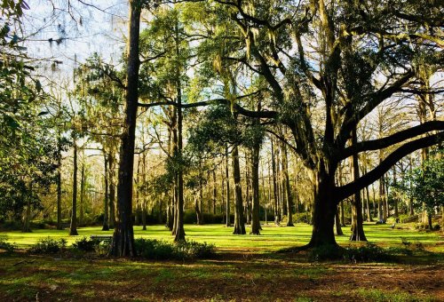 A serene forest scene with tall trees, dappled sunlight, and lush green grass, creating a peaceful atmosphere.