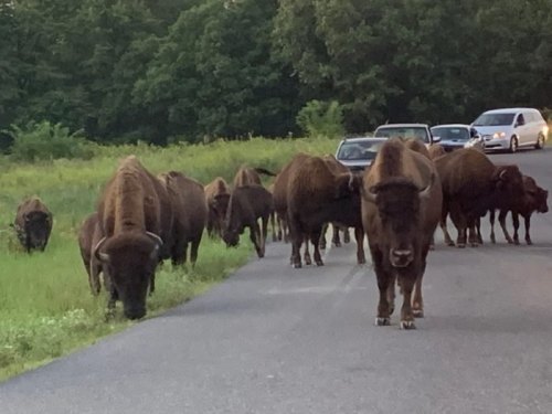 A herd of bison grazing near a road, with a few cars stopped nearby in a green, wooded area.