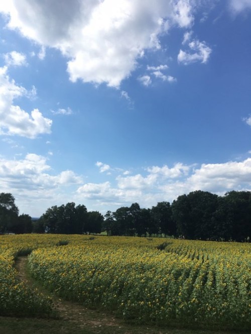 A vibrant field of sunflowers under a blue sky with fluffy clouds, bordered by trees in the background.