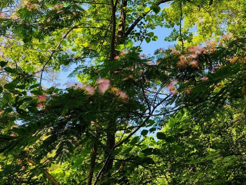 A vibrant tree with pink fluffy flowers and lush green leaves against a clear blue sky.