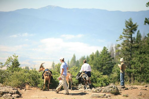Two people with pack goats stand on a rocky trail, overlooking a mountainous landscape with trees and distant peaks.