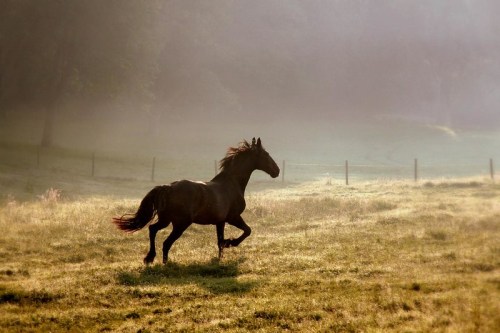 A horse gallops through a misty field at dawn, surrounded by soft grass and trees in the background.