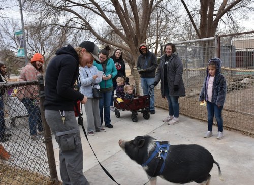 A person walks a pig on a leash while a group of people, including children, watch and interact nearby.