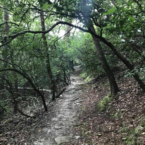 A narrow, winding dirt path through a dense, green forest with trees and underbrush on either side.
