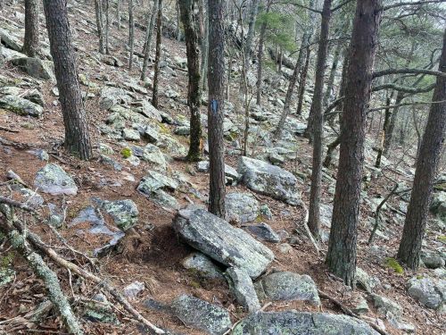 A rocky forest trail surrounded by trees, with scattered boulders and a blue trail marker on a tree.