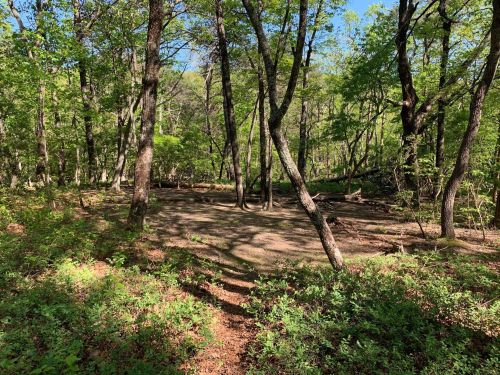 A serene forest scene with tall trees, green foliage, and a clear blue sky, creating a peaceful natural setting.