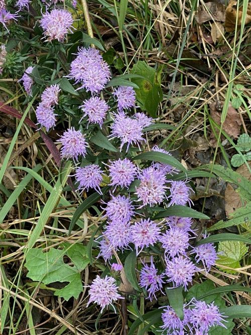 A cluster of small purple flowers surrounded by green leaves and grass.
