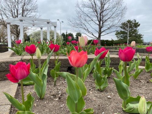 A garden with vibrant pink and red tulips blooming, surrounded by green leaves and a cloudy sky in the background.
