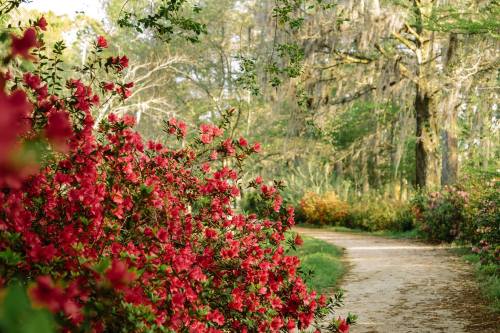 A scenic path lined with vibrant pink flowers and lush greenery, surrounded by trees and soft sunlight.