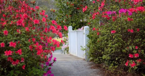 A pathway lined with vibrant pink and purple azaleas, leading to a white picket fence.