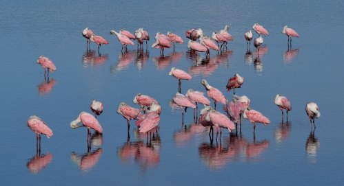 A group of pink roseate spoonbills wading in calm water, reflecting their vibrant colors in the serene environment.