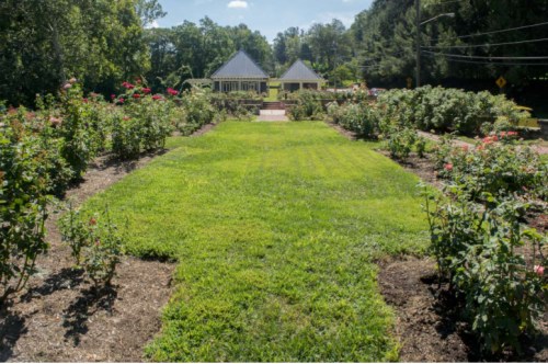 A lush green lawn flanked by rose bushes, leading to a gazebo in a garden under a clear blue sky.