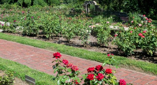 A rose garden with vibrant red roses and a brick pathway, surrounded by lush greenery and stone arches in the background.
