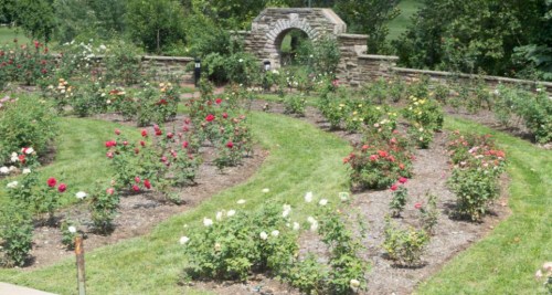 A vibrant rose garden with various colored blooms and a stone archway in the background, surrounded by lush greenery.