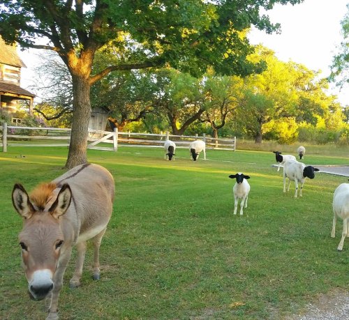 A donkey and several sheep grazing on green grass near a tree and a rustic building in a sunny outdoor setting.