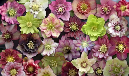 A vibrant collage of various flowers in shades of pink, green, and white, showcasing intricate petals and textures.