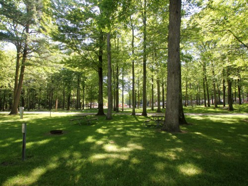 A lush green park with tall trees, dappled sunlight, and picnic tables scattered on the grass.