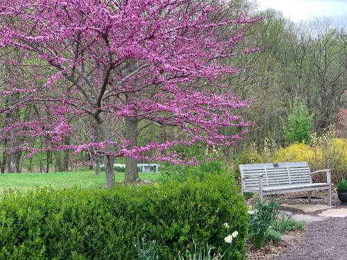 A vibrant pink tree blooms beside a wooden bench in a lush garden, surrounded by greenery and spring flowers.